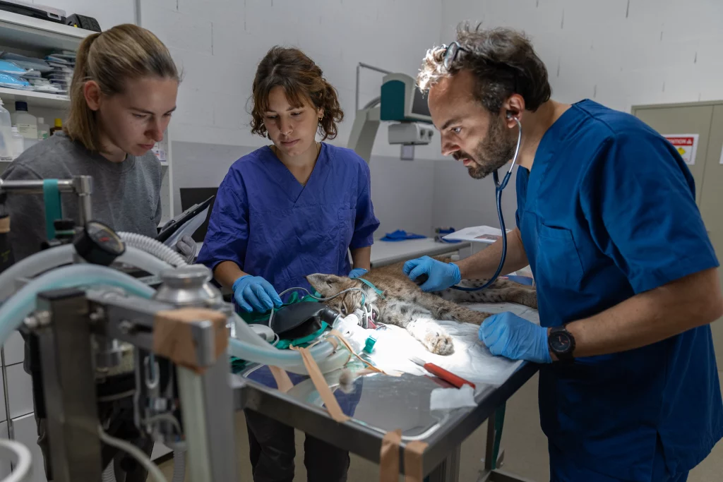 L’Hôpital de la faune sauvage