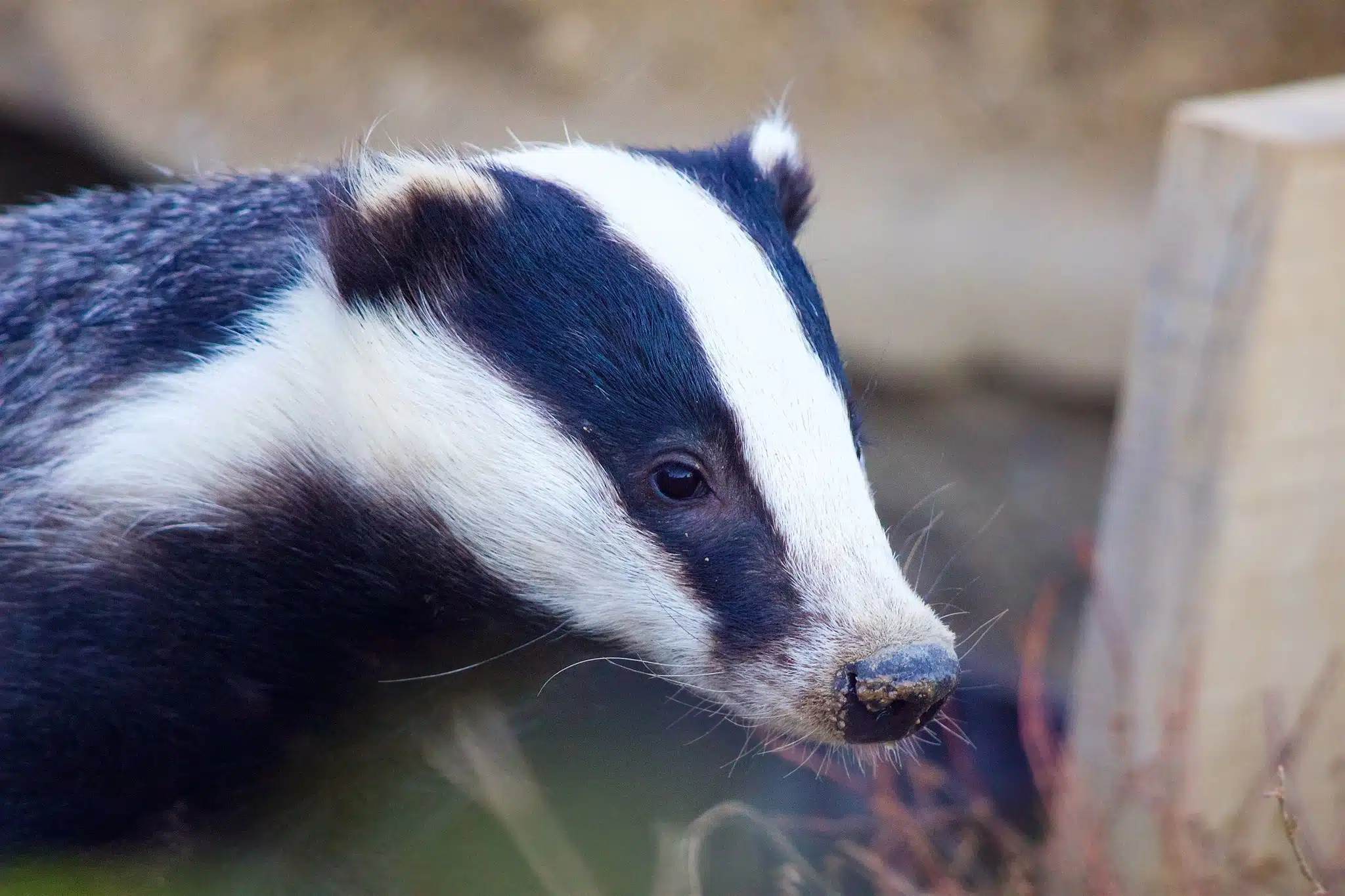 Blaireaux d&rsquo;Europe