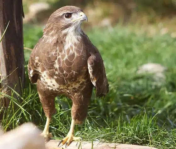 Buse variable