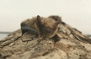 chauve souris trouvée par terre