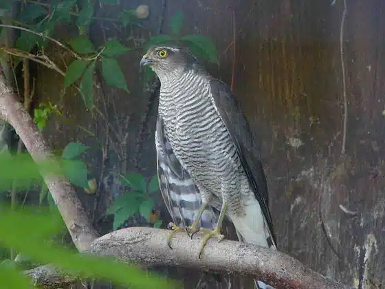  Epervier d&rsquo;Europe