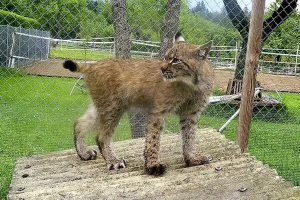 Réintroduction du gypaète barbu et du Lynx