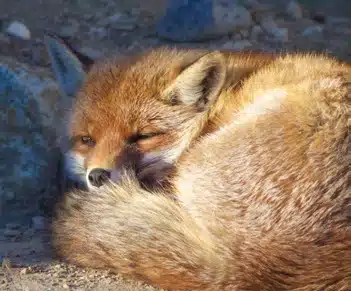 L’Actu’Garenne N°6 : Mulot, Campagnol, Chauve-souris et leurs amis !