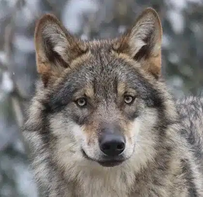 L’Actu’Garenne N°8 : Merle, Pipistrelle, Decticelle et leurs amis !