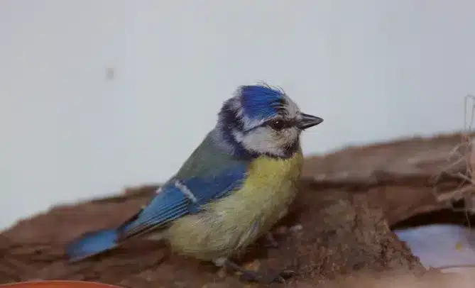 L’Actu’Garenne N°10 : Triton, Hérisson, Pinson et leurs amis !