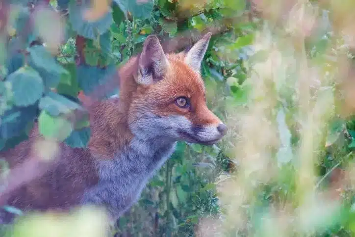 L’Actu’Garenne N°22 :  Nacré, Flambé, Azuré et leurs amis !