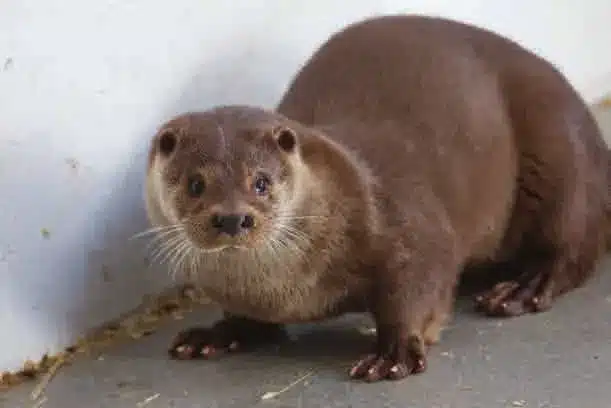 L’Actu’Garenne N°32 : Castor, Loutre, Butor et leurs amis !