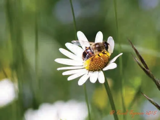 L’Actu’Garenne N°33 : Hirondelle, Corneille, Miramelle et leurs amis !