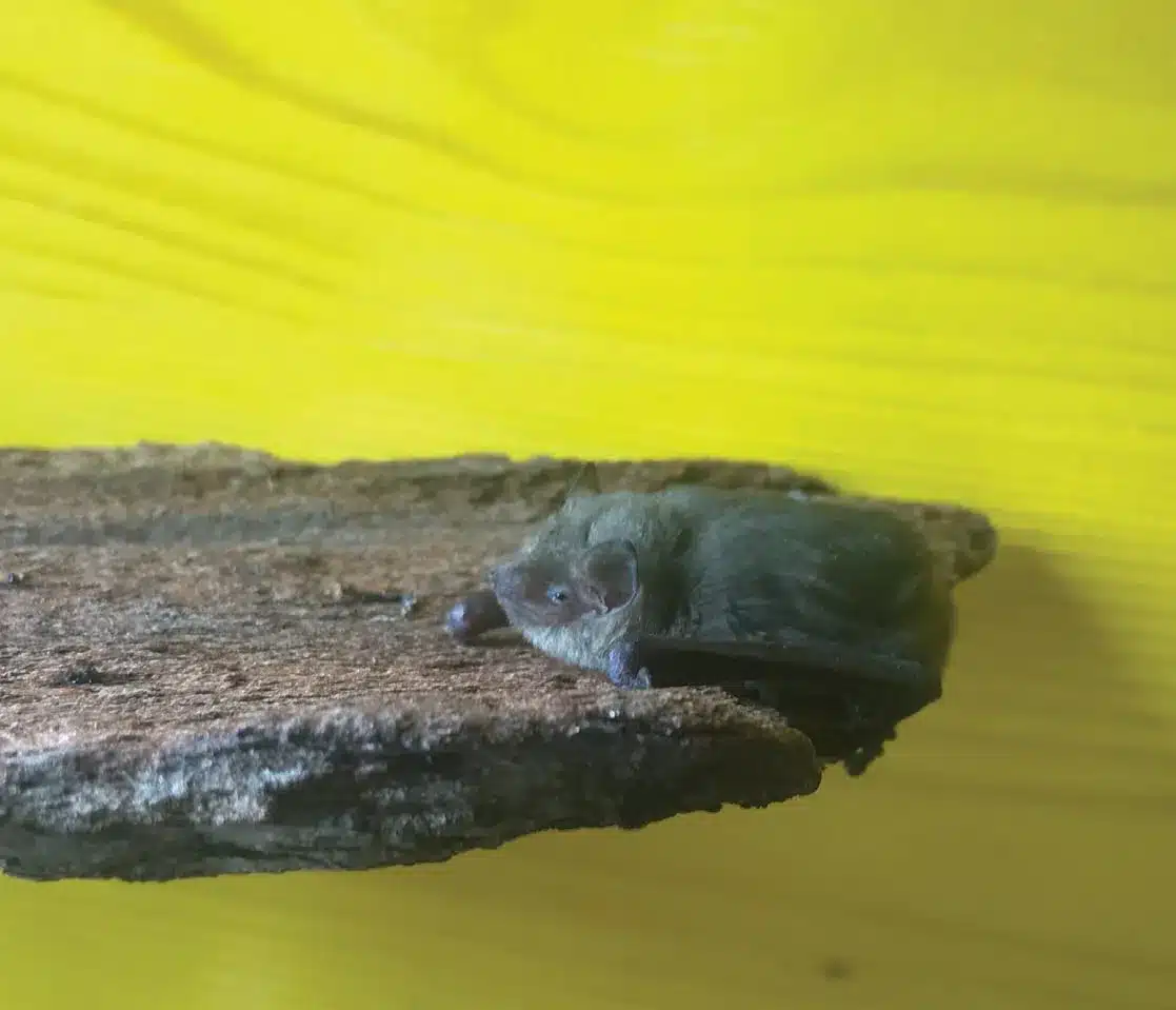 L’Actu’Garenne N°23 :  Castor, Butor, Brocatelle d&rsquo;or et leur amis !