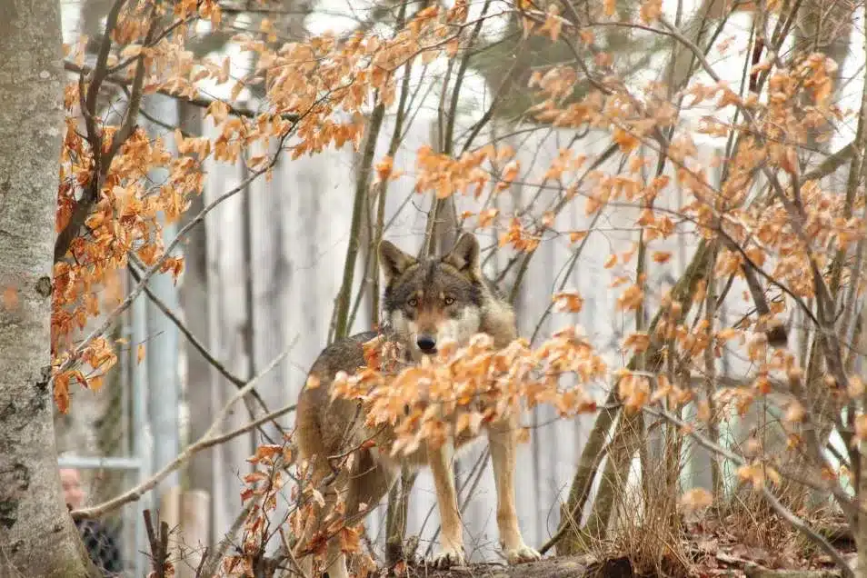 L’Actu’Garenne N°44 : Sanglier, Guêpier, Groseillier et leurs amis !