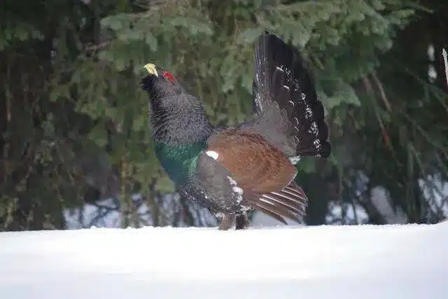 L’Actu’Garenne N°48 : Sauterelle, Abeille, Miramelle et leurs amis !
