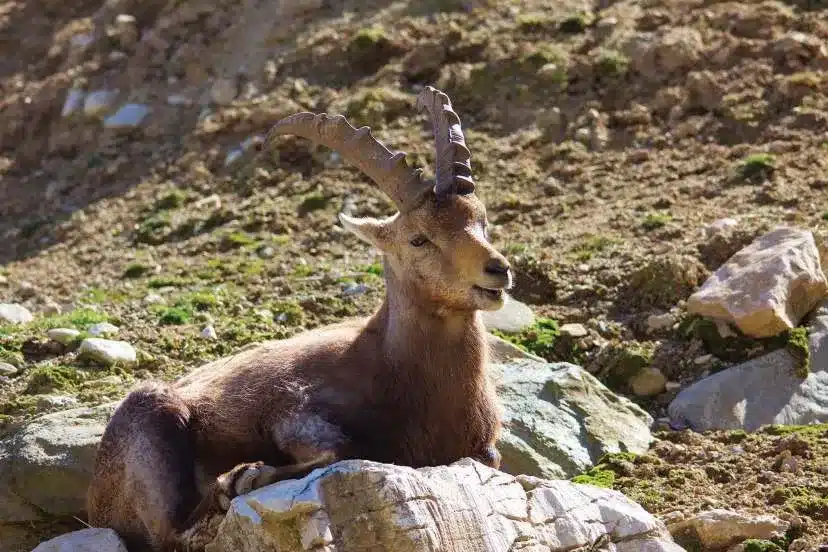 L’Actu’Garenne N°51 : Hibou, Ecureuil roux, Loup et leurs amis !