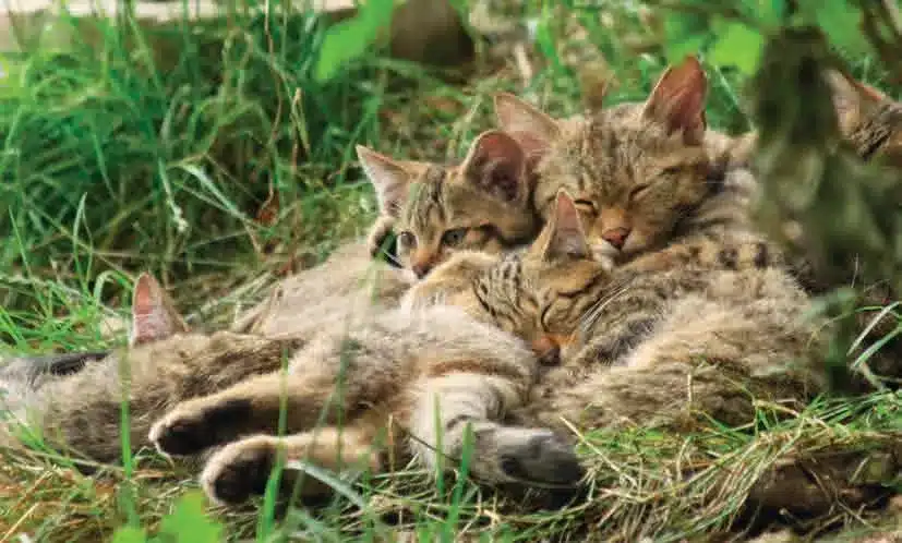 L’Actu’Garenne N°60 : Chat forestier, domestique, haret et leurs amis !