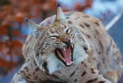 L’Actu’Garenne N°30 : Lynx, Bouquetin, Sphinx et leurs amis !