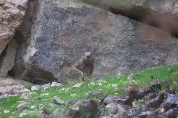 L’Actu’Garenne N°42 : Chat, Chamois, Chabot et leurs amis !