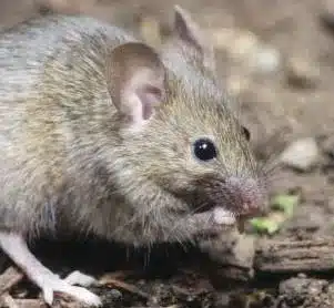 L’Actu’Garenne N°47 : Loup, Lynx, Gypaète et leurs amis !