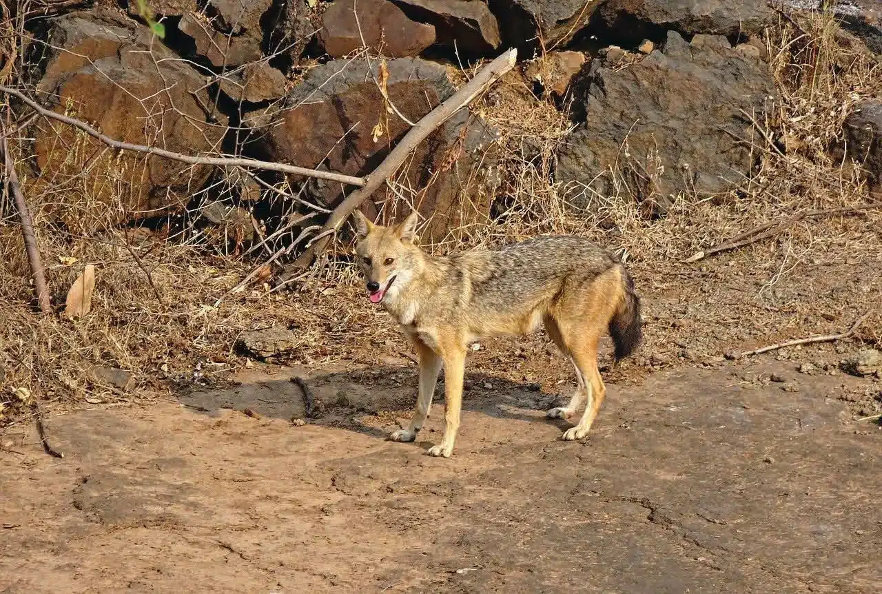 L’Actu’Garenne N°52 : Cigogne, Cigale, Cygne et leurs amis !