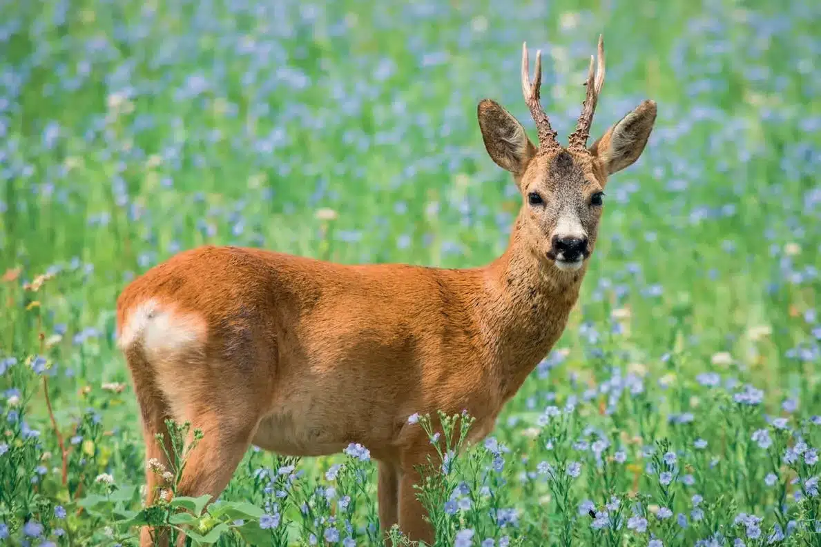L’Actu’Garenne N°61 : Chevreuil, écureuil, bouvreuil et leurs amis !