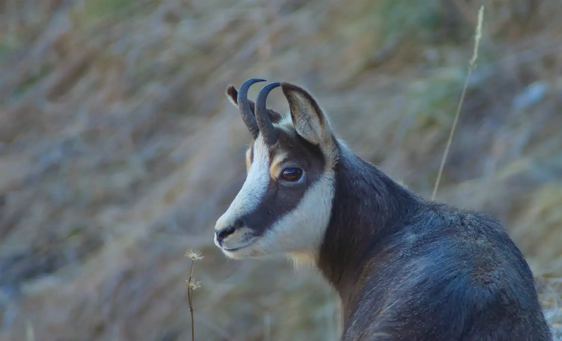 L’Actu’Garenne N°24 :  Fouine, putois, hermine et leurs amis !