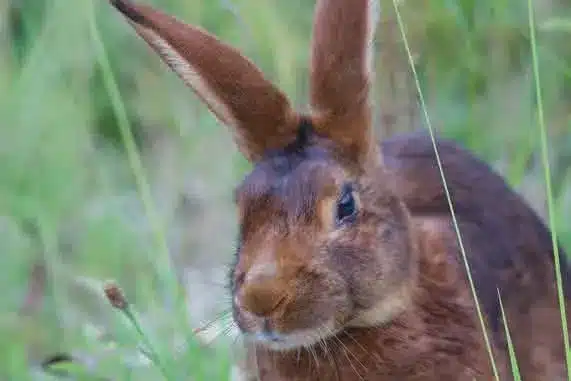 L’Actu’Garenne N°20 : Gazé, Cuivré, Soufré et leurs amis !