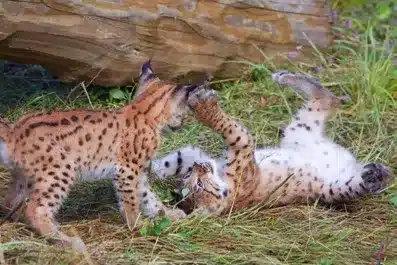 L’Actu’Garenne N°19 : Kira, Igor et leurs petits !