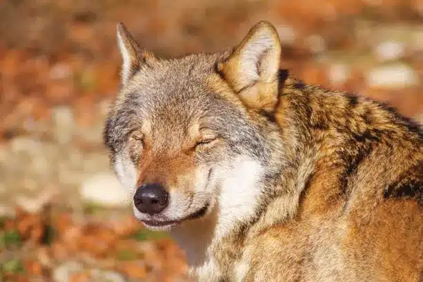 L’Actu’Garenne N°29 : Gélas, Tilas, Tima et leurs amis !