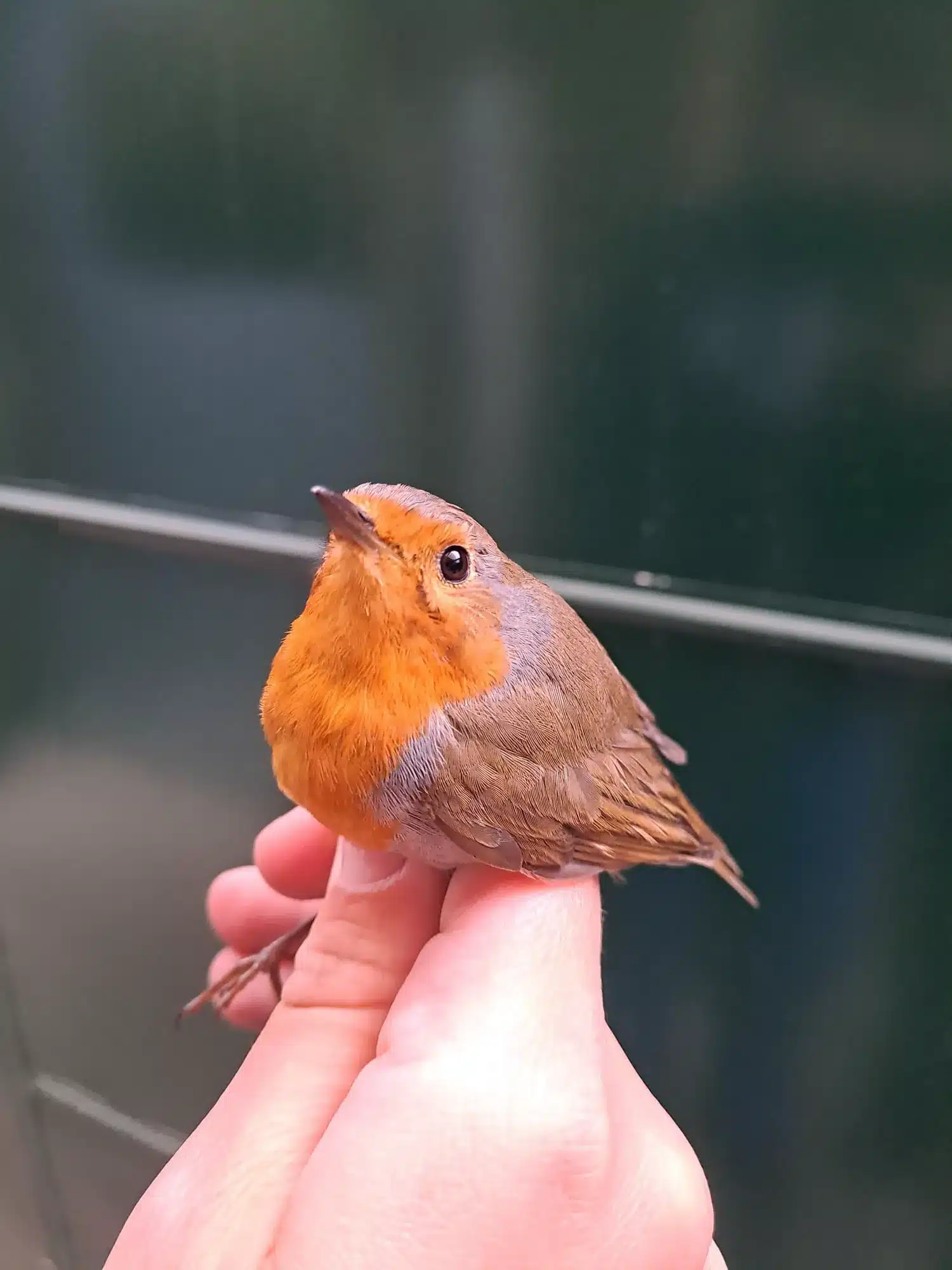 L’Actu’Garenne N°76 : Reboisement, lapins blancs, joyeux printemps au parc !