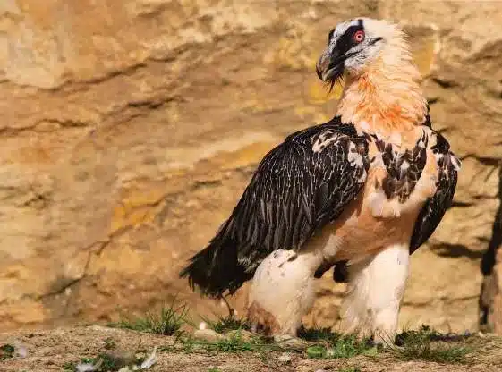 L’Actu’Garenne N°39 : Gypaète, Mouette, Aigrette et leurs amis !