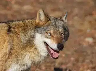 L’Actu’Garenne N°63 : Ibis chauves, Chauves-souris, Souris grises et leurs amis!