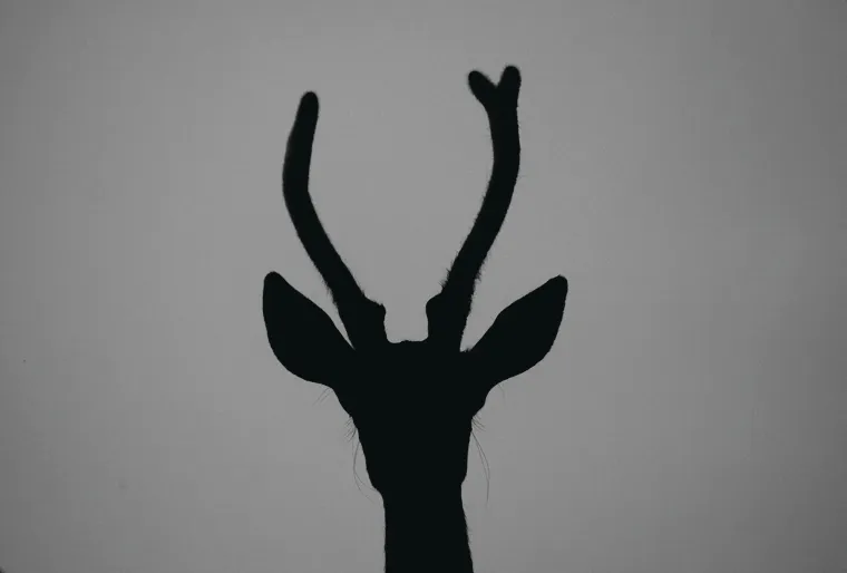 L’Actu’Garenne N°35 : Cerf, vipère, trichoptère et leurs amis !