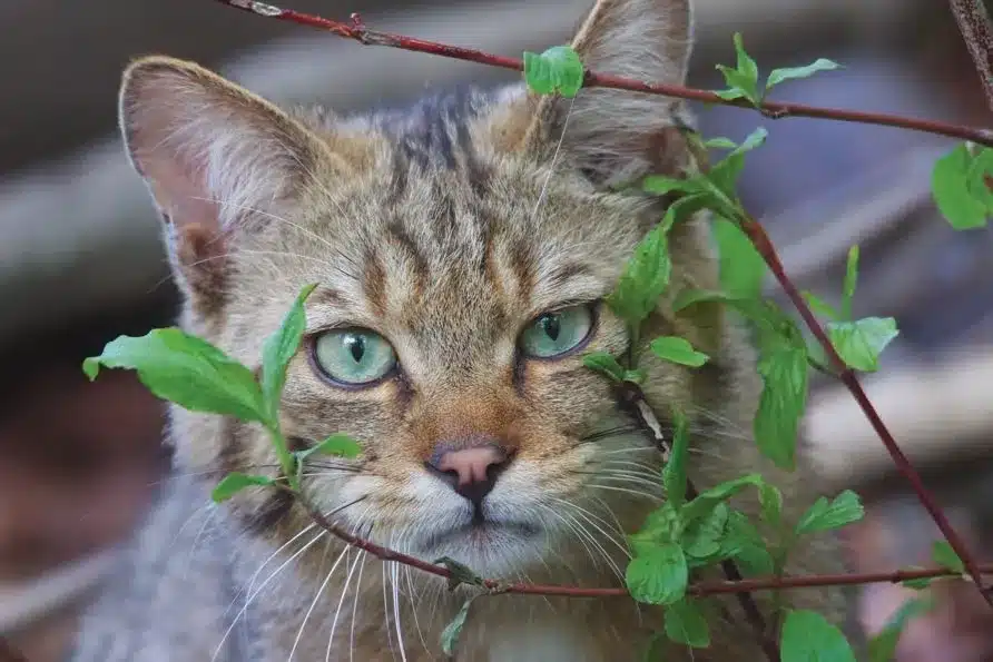 L’Actu’Garenne N°50 : Fouine, Blaireau, Hermine et leurs amis !