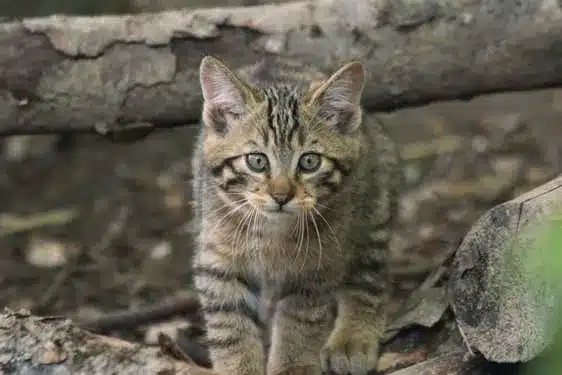 L’Actu’Garenne N°66 : Loutre, Loup, Lynx et leurs amis!