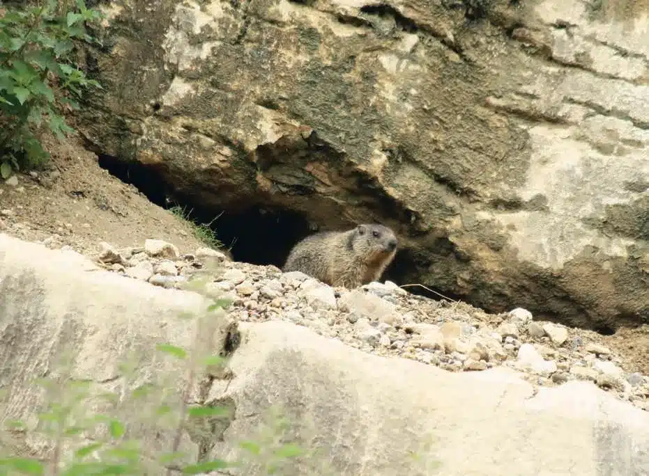 L’Actu’Garenne N°55 : Chat, Cigogne, Canard et leurs amis !