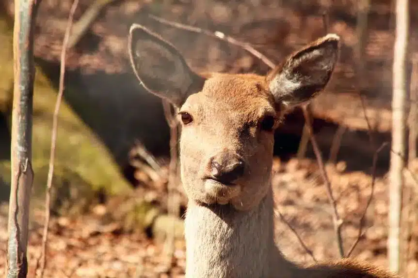 L’Actu’Garenne N°62 : Ibis, Iris, Écrevisse et leurs amis !