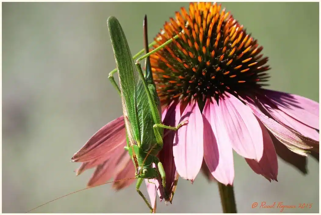 L’Actu’Garenne N°15 : Grillon, Raton, Citron et leurs amis !