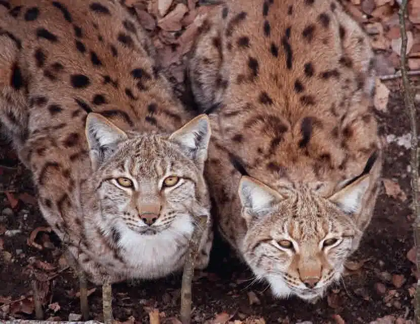 L’Actu’Garenne N°57 : Souris, Mulot, Campagnol et leurs amis!