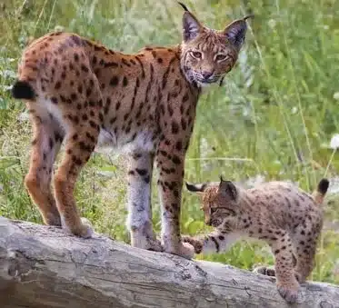 L’Actu’Garenne N°17 : Sauterelle, Abeille, Miramelle et leurs amis !