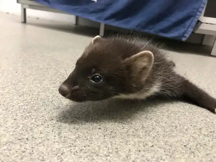 L’Actu’Garenne N°13 : Murin, Muscardin, Ragondin et leurs amis !