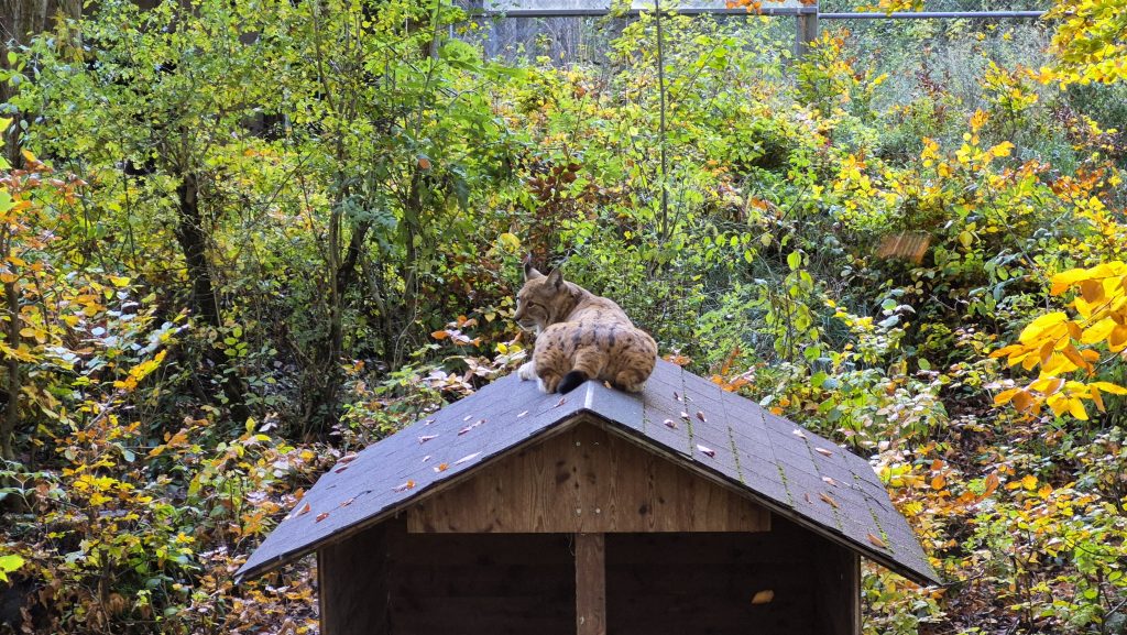 lynx des carpates Parrainage La Garenne