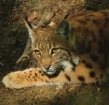 L’Actu’Garenne N°38 : Hirondelle, Coronelle, Miramelle et leurs amis !