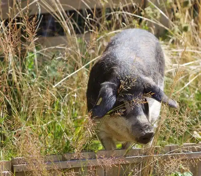 L’Actu’Garenne N°18 : Coronelle, Hirondelle, Crécerelle et leurs amis !