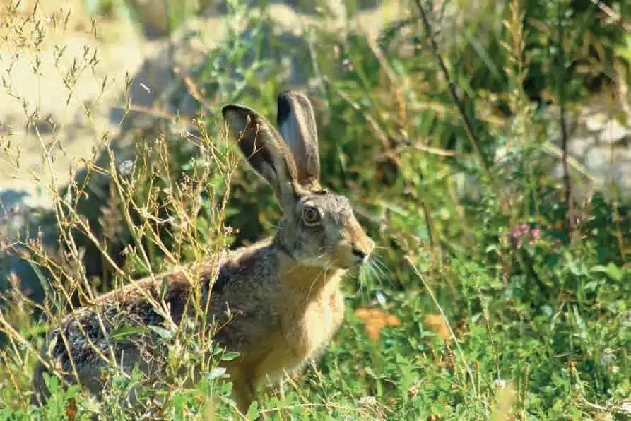 L’Actu’Garenne N°56 : Lièvre, Genièvre, Harle bièvre et leurs amis !
