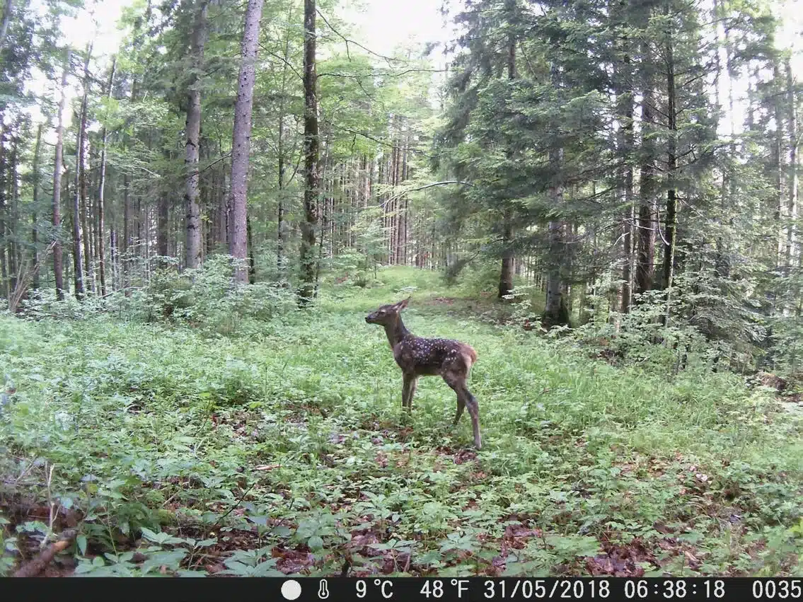 L’Actu’Garenne N°34 : Loup, Bouquetin, Pâturin et leurs amis !