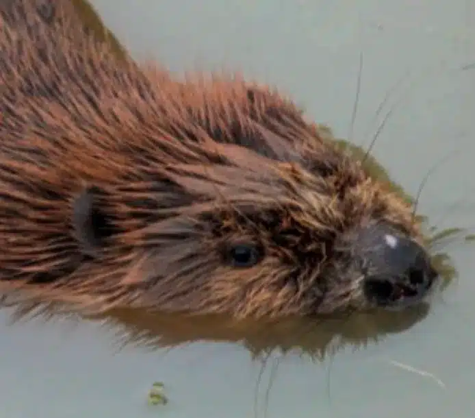 L’Actu’Garenne N°65 : Hérisson, Pinson, Souris des moissons et leurs amis!