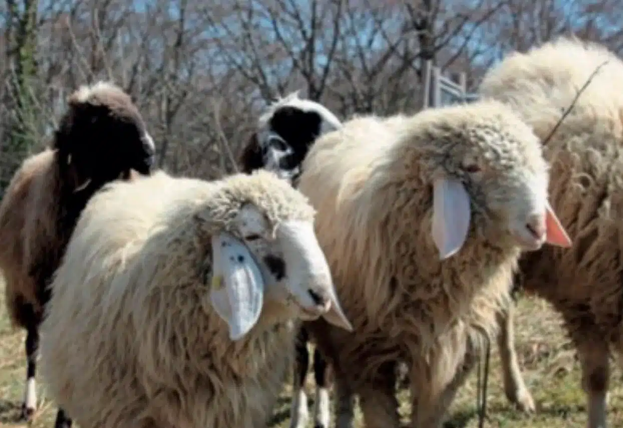 L’Actu’Garenne N°67 : Cerf, Biche, Faon et leurs amis!