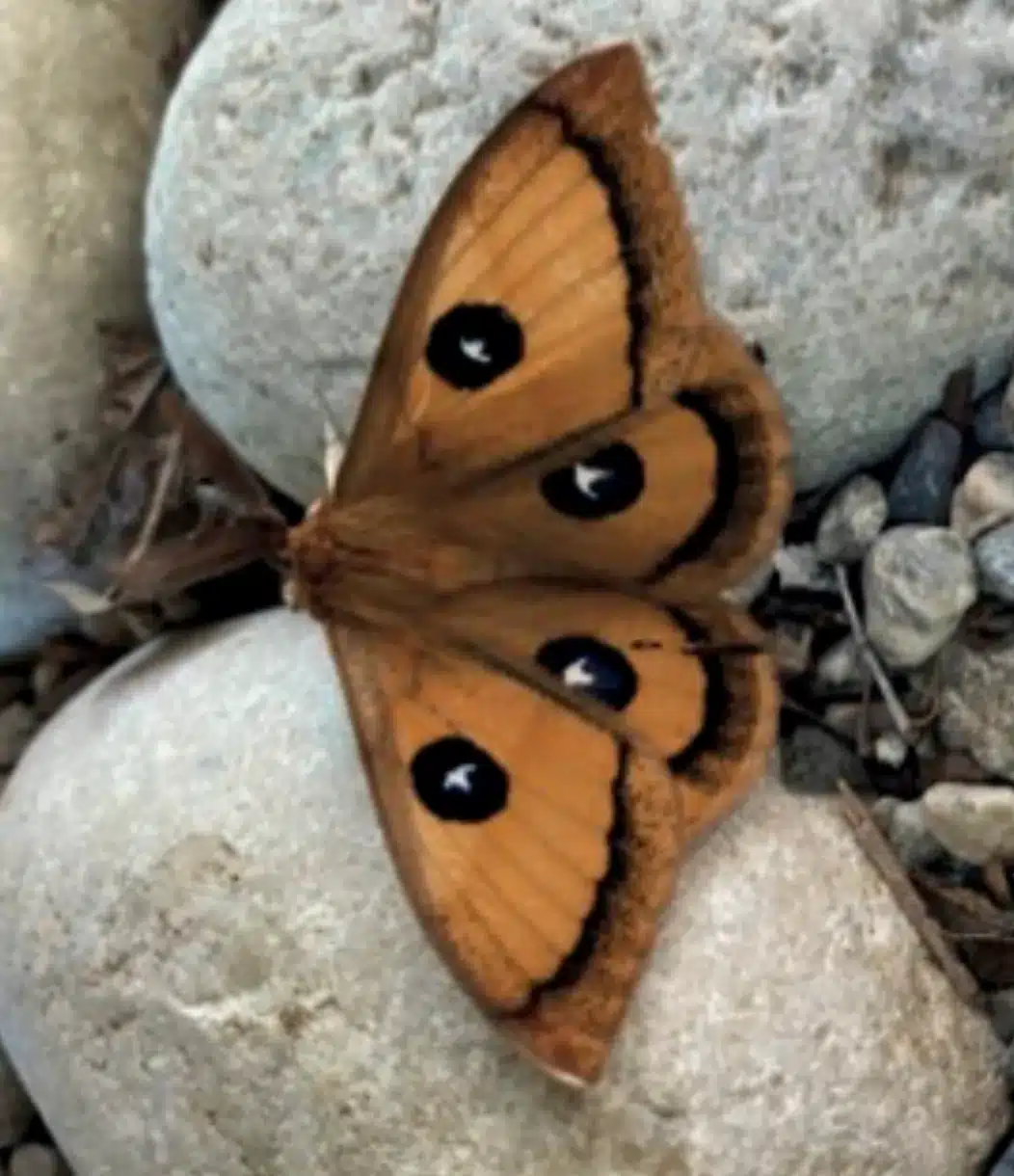 L’Actu’Garenne N°69 : Papillon, Fourmilion, Agrion et leurs amis!