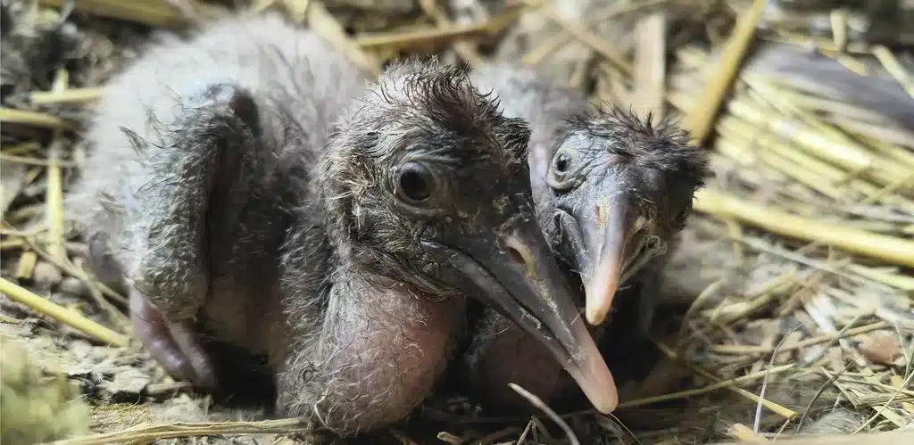 L’Actu’Garenne N°77 : Pigeon, hérisson, hanneton et leurs amis !