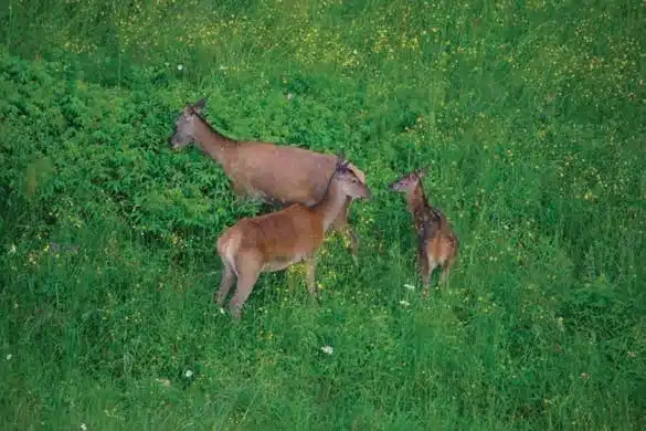 L’Actu’Garenne N°26 :  Vipère, cerf, trichoptère et leurs amis !