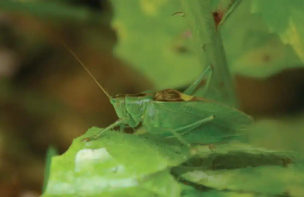 L’Actu’Garenne N°36 : Chèvres bottées, capra, à col noir et leurs amis !