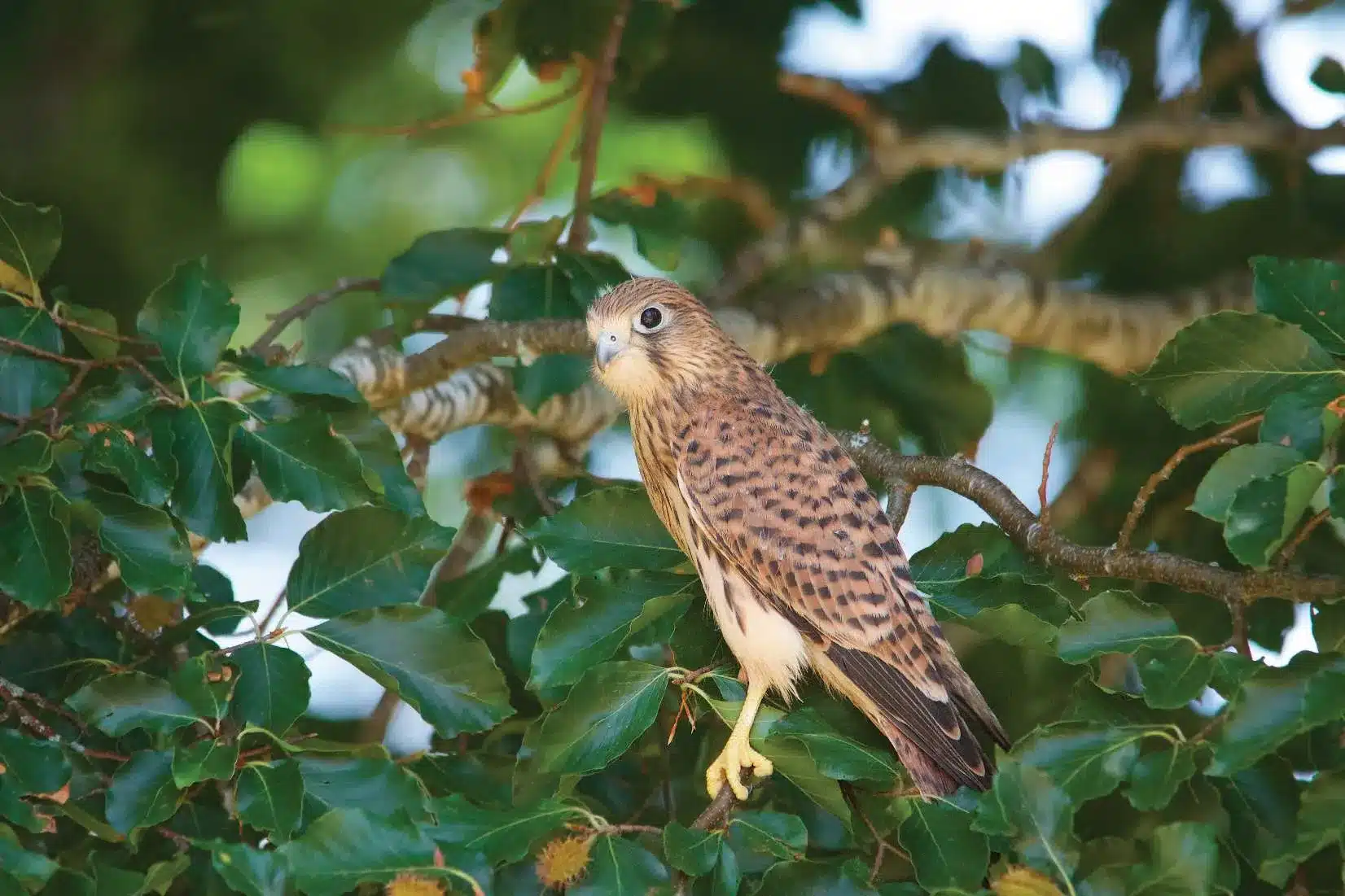 L’Actu’Garenne N°37 : Faucon crécerelle, Hirondelle, Pipistrelle et leurs amis !